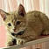 Archie