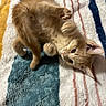 Archie is registered to the contest to win money with this photo: kitten, cat, ginger, feline, pet, playful, paws, fur, striped_blanket, cozy, indoor, cute, young, animal, relaxing, soft_texture, home, comfort, lying_down, curious