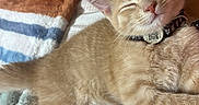 Archie is registered to the contest to win money with this photo: kitten, cat, sleeping, pet, collar, tag, arm, blanket, bed, furry, orange_tabby, closeup, indoor, cozy, resting, cute, domestic_animal, fur, paw, relaxed