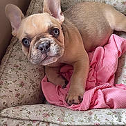 Hazel is registered to the contest to win money with this photo: adorable, animal, companion, cushion, cute, dog, ears, floral_pattern, french_bulldog, indoor, looking, nose, paw, pet, pink_cloth, puppy, resting, small, soft_texture, young