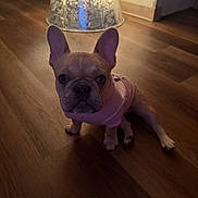 Hazel is registered to the contest to win money with this photo: dog, french_bulldog, puppy, pink_shirt, wooden_floor, christmas_tree, lights, indoor, pet, curious, ears, sitting, holiday, decor, cute, animal, domestic, companion, young, portrait