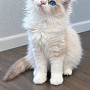 Nellie joined the competition — help win amazing prizes! cat, kitten, fluffy, cream_colored, blue_eyes, long_hair, sitting, indoors, wooden_floor, gray_wall, portrait, pet, cute, adorable, head_tilt, whiskers, pink_nose, paws, tail, animal_photography