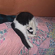 Carlson is registered to the contest to win money with this photo: animal, bed, black_and_white, cat, cozy, curled_up, cute, domestic, feline, fur, indoor, patchwork, paw, pet, quiet, quilt, relaxed, resting, sleeping, tail