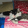 animal, bed, black_and_white_cat, blanket, cat, cats, cozy, cuddle, cute, domestic, fur, hearts, indoor, pet, pillow, pink, red, resting, sleeping, tabby_cat