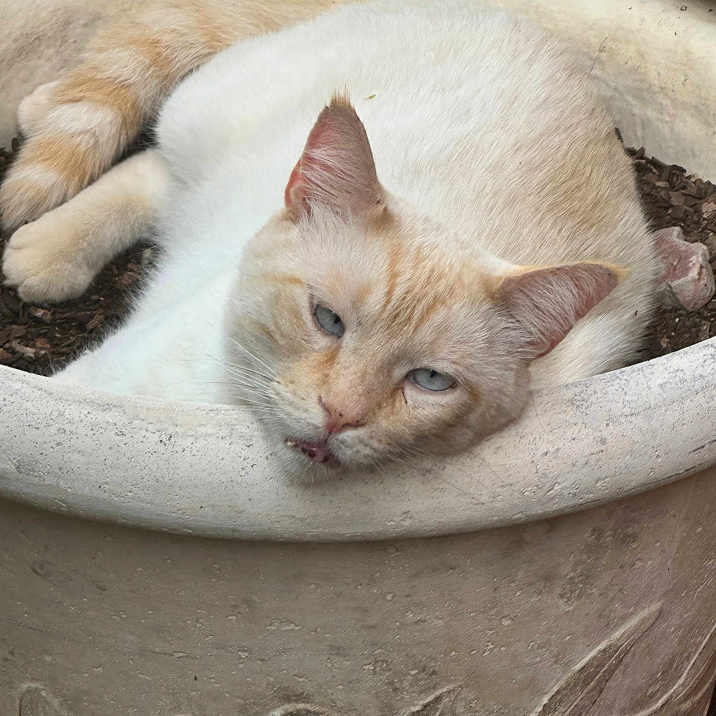 Hugo is registered to the contest to win money with this photo: cat, animal, pet, sleeping, pot, flower_pot, decorative, relaxing, earth_tones, feline, cute, fur, whiskers, ears, blue_eyes, close_up, outdoor, nature, resting, cozy