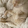 Hugo is registered to the contest to win money with this photo: cat, sleeping, fluffy_blanket, cozy, cream_colored_cat, pet, relaxed, fur, indoor, cute, paw, resting, animal, feline, soft, close_up, domestic_cat, whiskers, nap, comfort
