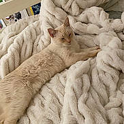 Hugo joined the competition — help win amazing prizes! cat, cream_cat, fluffy_blanket, bed, cozy, relaxed, stretching, indoor, furniture, texture, sleepy, pet, animal, whiskers, ears, fur, comfort, home, resting, blanket