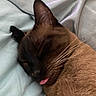 cat, sleeping, tongue_out, close_up, brown_fur, whiskers, ear, bed, blanket, cozy, pet, animal, feline, resting, cute, domestic_cat, soft_texture, peaceful, indoor, relaxed