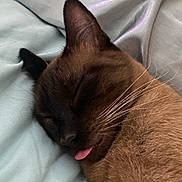 cat, sleeping, tongue_out, close_up, brown_fur, whiskers, ear, bed, blanket, cozy, pet, animal, feline, resting, cute, domestic_cat, soft_texture, peaceful, indoor, relaxed