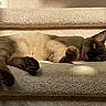 cat, siamese_cat, pet, animal, feline, tongue_out, relaxed, carpet, staircase, indoor, sunlight, shadow, paw, ears, cute, sleepy, resting, whiskers, fur, closeup
