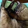 Luna joined the competition — help win amazing prizes! cat, siamese_cat, sleeping, tongue_out, fluffy, paw, relaxed, close_up, feline, cute, pet, animal, indoor, cozy, whiskers, fur, resting, tongue, mammal, sleep
