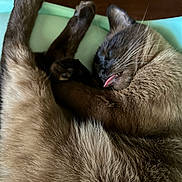 cat, siamese_cat, sleeping, tongue_out, fluffy, paw, relaxed, close_up, feline, cute, pet, animal, indoor, cozy, whiskers, fur, resting, tongue, mammal, sleep