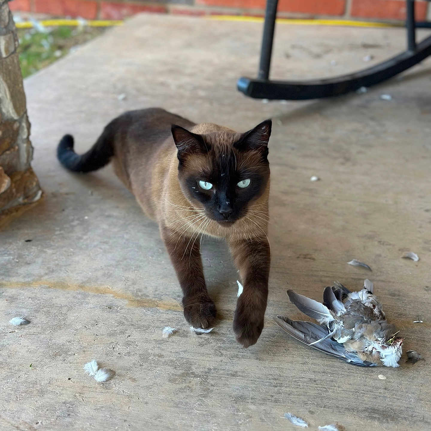 Luna is registered to the contest to win money with this photo: cat, siamese_cat, bird, feathers, porch, concrete, brick_wall, rocking_chair, animal, pet, outdoor, predator, hunting, feline, walking, blue_eyes, close_up, focused, nature, wildlife