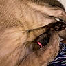 Luna is registered to the contest to win money with this photo: dog, sleeping, curled_up, paw, tongue_out, fluffy, fur, cute, pet, resting, cozy, close_up, animal, mammal, domestic_animal, relaxing, indoor, companion, adorable, snout