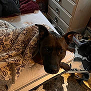 Paisley joined the competition — help win amazing prizes! bed, bedroom, blanket, canine, cozy, dog, dresser, ears, eyes, face, home, indoor, mattress, nose, paw, pet, rug, shoes, slippers, textile_pattern