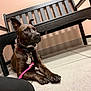 Paisley is registered to the contest to win money with this photo: attentive, bench, brown_dog, chain_collar, collar, dog, ears, footwear, handler_leg, indoor, leash, low_angle, paws, pet, pink_leash, portrait, sitting, tiled_floor, waiting_area, wall