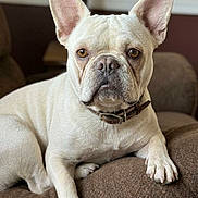 Finley is registered to the contest to win money with this photo: animal, brown, closeup, collar, companion, couch, dog, domestic, ears, french_bulldog, fur, home, indoor, looking_at_camera, paw, pet, portrait, relaxed, sitting, snout
