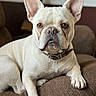 animal, brown, closeup, collar, companion, couch, dog, domestic, ears, french_bulldog, fur, home, indoor, looking_at_camera, paw, pet, portrait, relaxed, sitting, snout