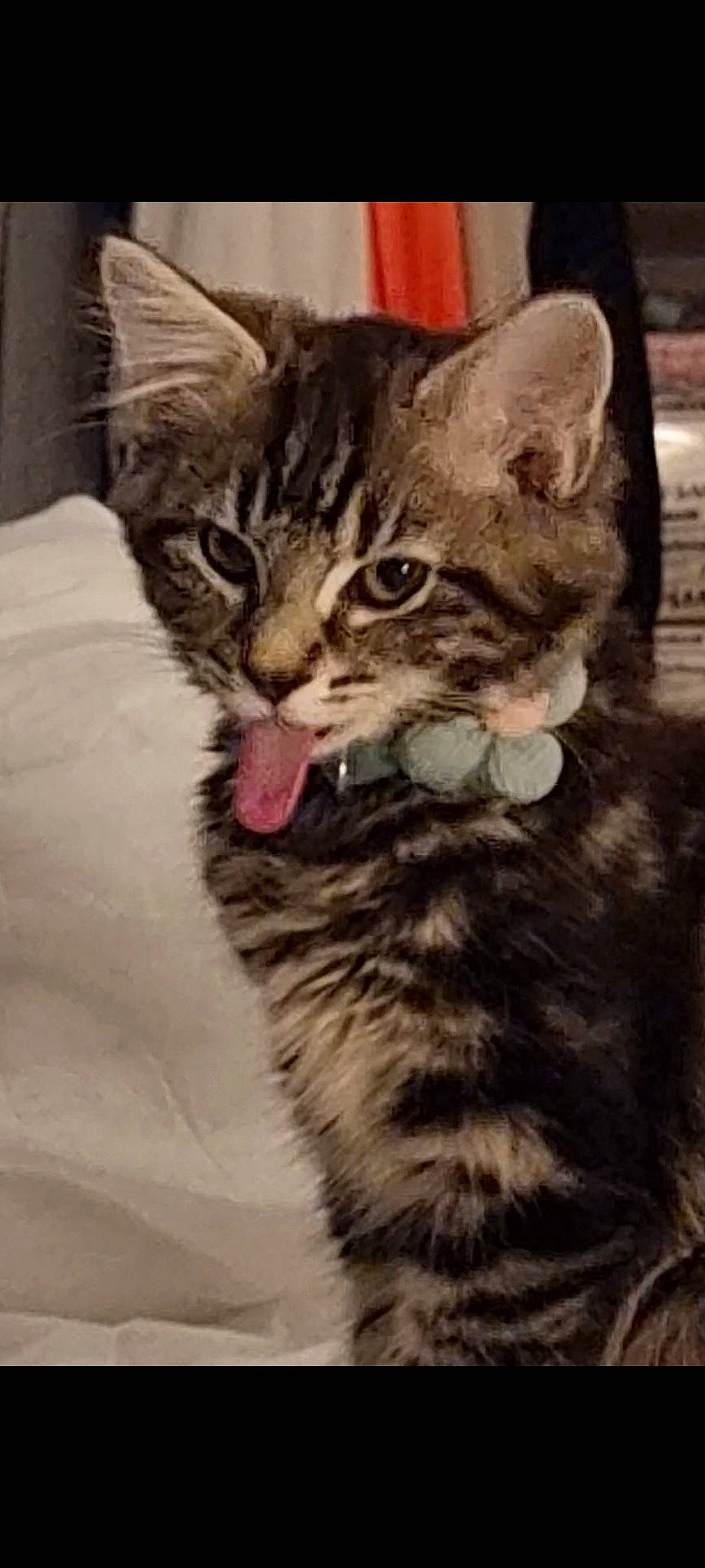 Nola joined the competition — help win amazing prizes! art, carnivore, cat, claw, domestic_short_haired_cat, felidae, fur, paw, photo_caption, small_to_medium_sized_cats, snout, tail, terrestrial_animal, whiskers, wildlife