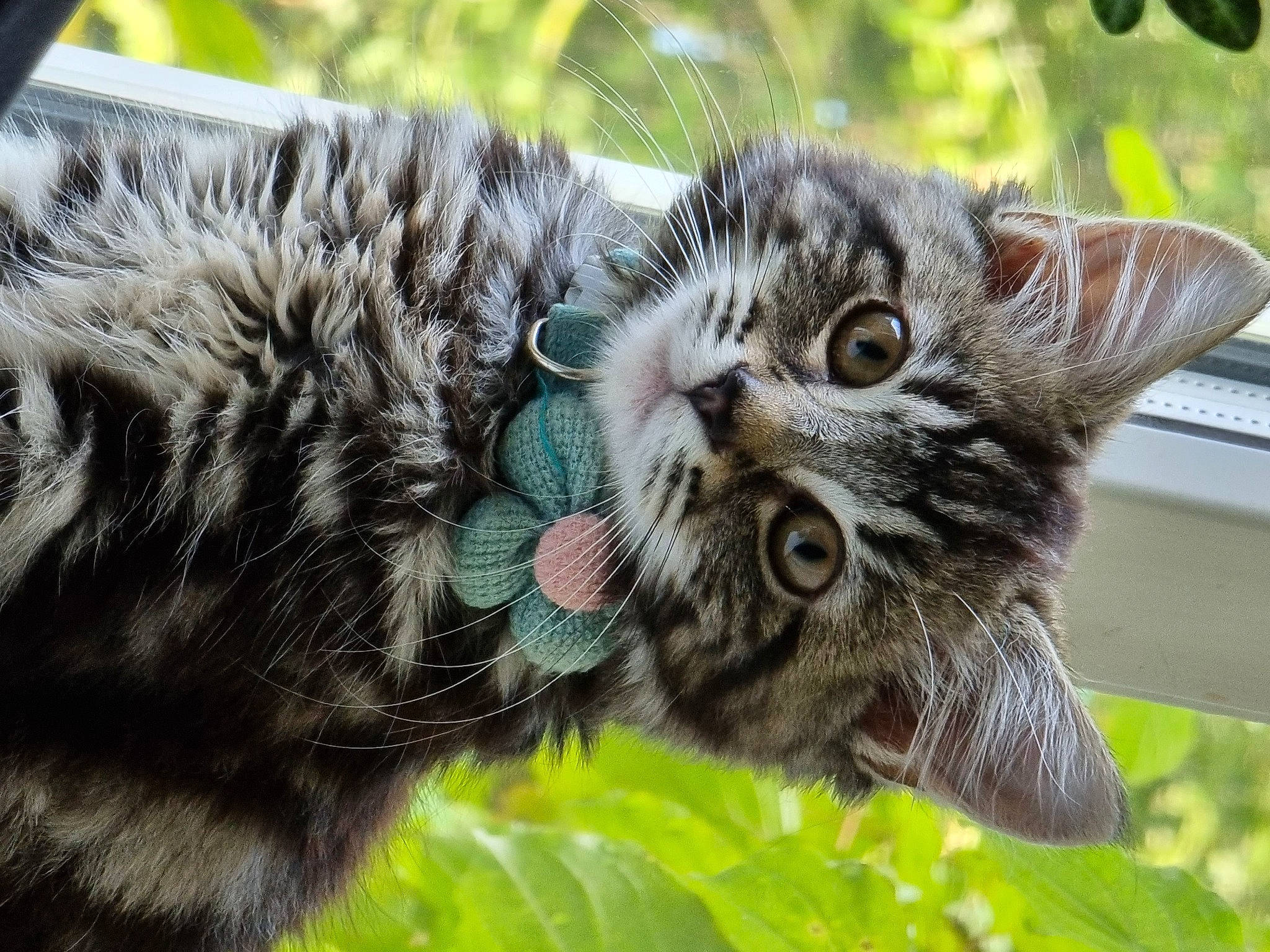 Nola is registered to the contest to win money with this photo: carnivore, cat, claw, close_up, domestic_short_haired_cat, felidae, fur, grass, hemp, paw, plant, small_to_medium_sized_cats, snout, tail, terrestrial_animal, tree, whiskers, wildlife