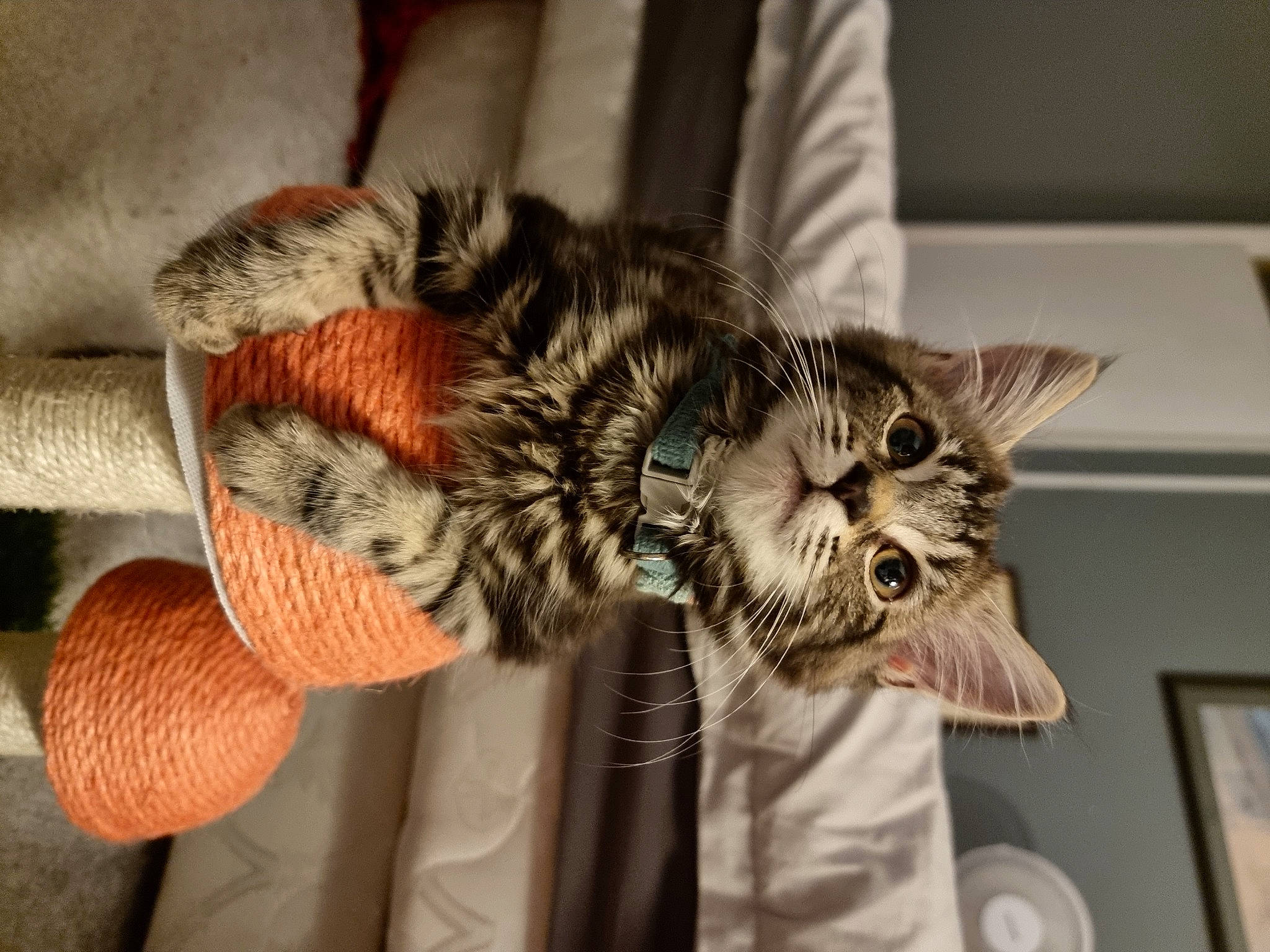 Nola is registered to the contest to win money with this photo: carnivore, cat, chair, claw, domestic_short_haired_cat, fashion_accessory, felidae, fur, paw, picture_frame, room, small_to_medium_sized_cats, tail, toy, tree, whiskers, wood, wool