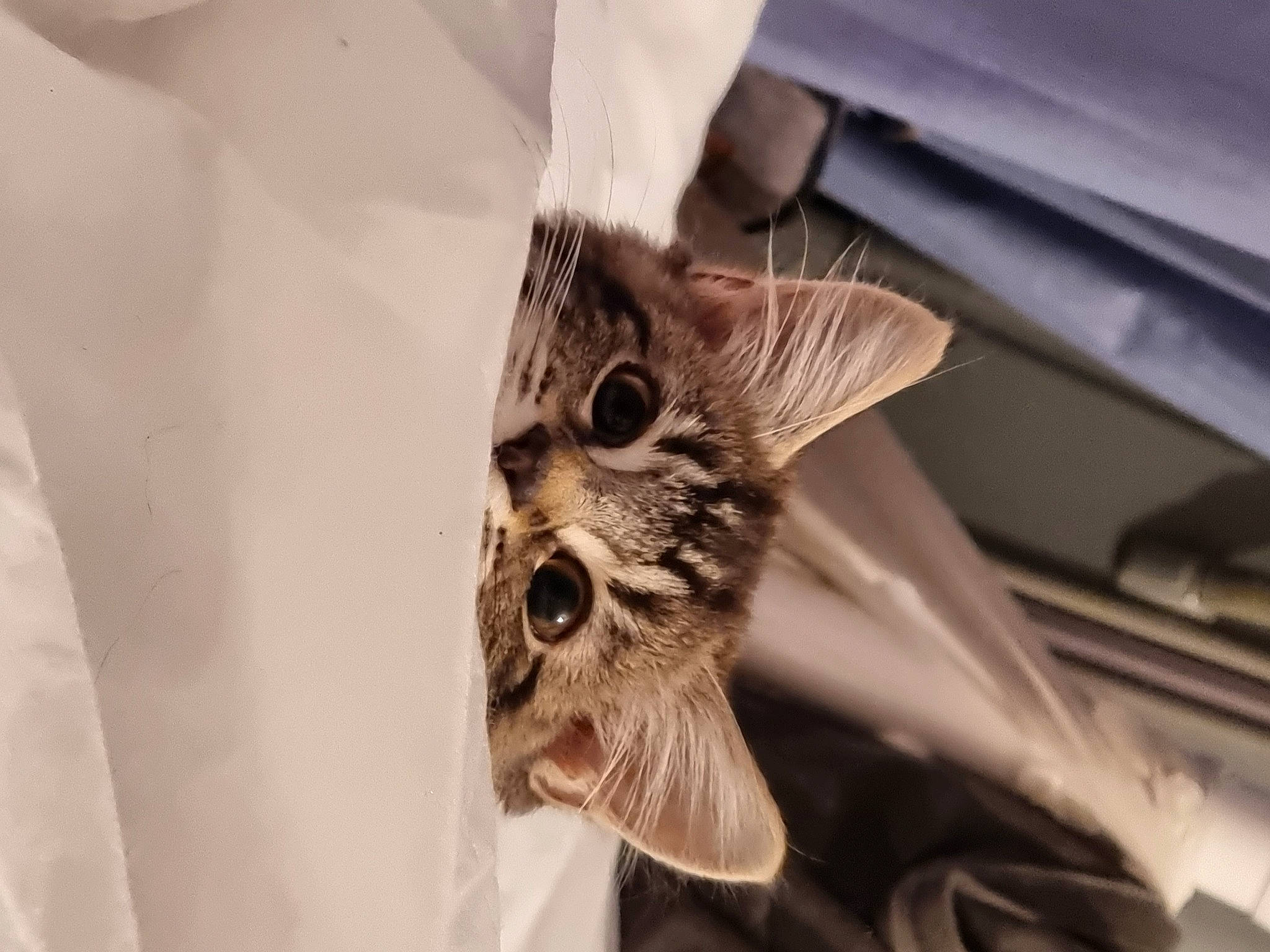 Nola is registered to the contest to win money with this photo: art, carnivore, cat, domestic_short_haired_cat, ear, eye, felidae, fur, gesture, grey, head, human_body, iris, metal, monochrome, monochrome_photography, plant, small_to_medium_sized_cats, snout, whiskers