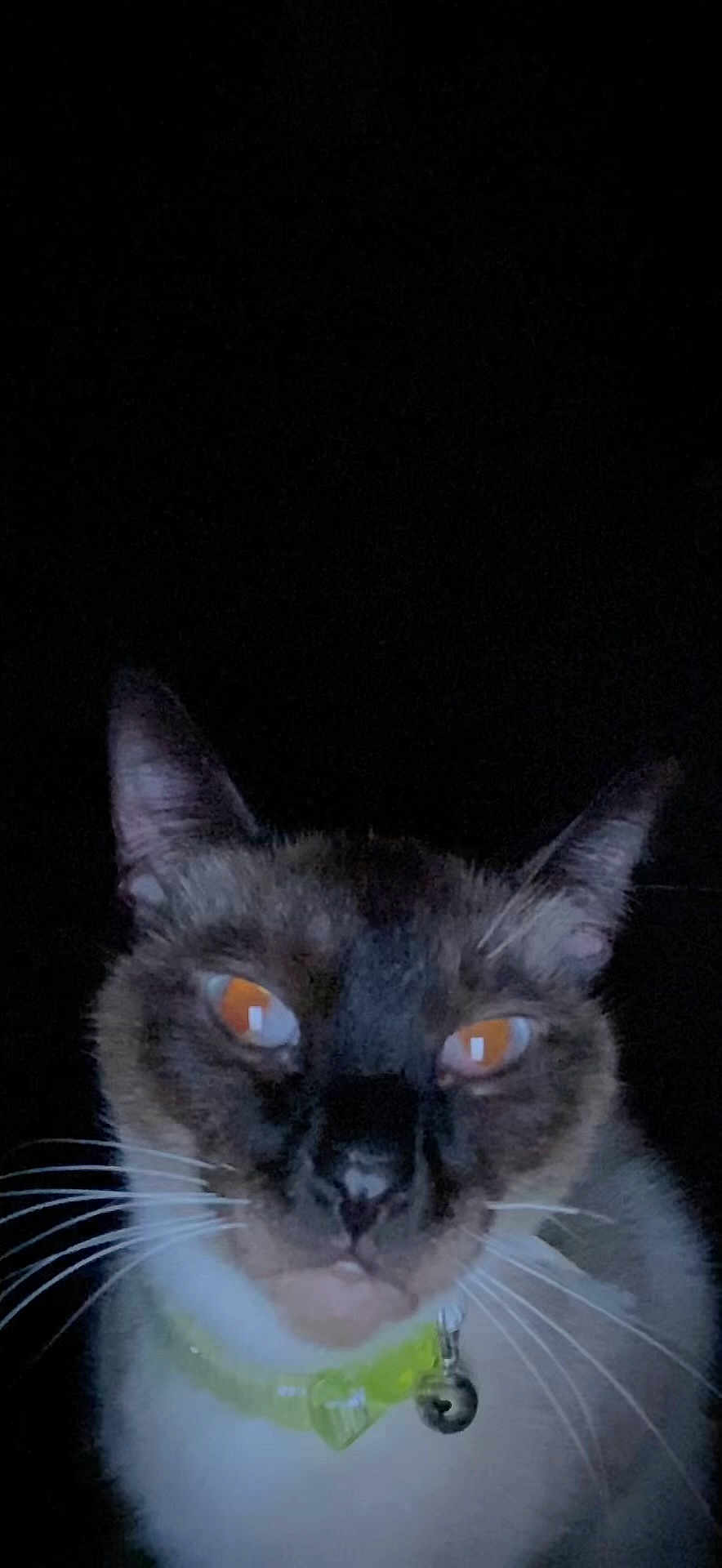 Kailey is registered to the contest to win money with this photo: cat, close_up, dark_background, orange_eyes, whiskers, collar, bell, pet, feline, indoor, animal, portrait, mammal, face, alert, cute, domestic_animal, fur, night, curious