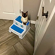 Kailey joined the competition — help win amazing prizes! cat, siamese_cat, pet, animal, step_stool, plastic, door, floor, tile_floor, indoor, corner, curious, looking_up, household, brown, white, blue, wall, feline, domestic_animal