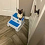 cat, siamese_cat, pet, animal, step_stool, plastic, door, floor, tile_floor, indoor, corner, curious, looking_up, household, brown, white, blue, wall, feline, domestic_animal