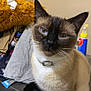 Kailey is registered to the contest to win money with this photo: cat, siamese_cat, blue_eyes, white_paws, pet, indoor, washing_machine, clothes, pile, fuzzy_item, yellow, fur, whiskers, collar, sleepy, curious, home, appliance, brown, black