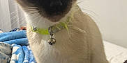 Kailey is registered to the contest to win money with this photo: cat, siamese_cat, pet, collar, bell, bed, blanket, indoor, animal, feline, fur, whiskers, ears, cute, domestic_animal, resting, curious, closeup, portrait, soft_fabric