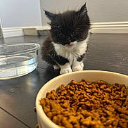 Bat Man joined the competition — help win amazing prizes! kitten, cat, black_and_white, pet, food_bowl, kibble, water_bowl, floor, indoor, curious, small, furry, animal, domestic, young, whiskers, eyes, fur, sitting, background