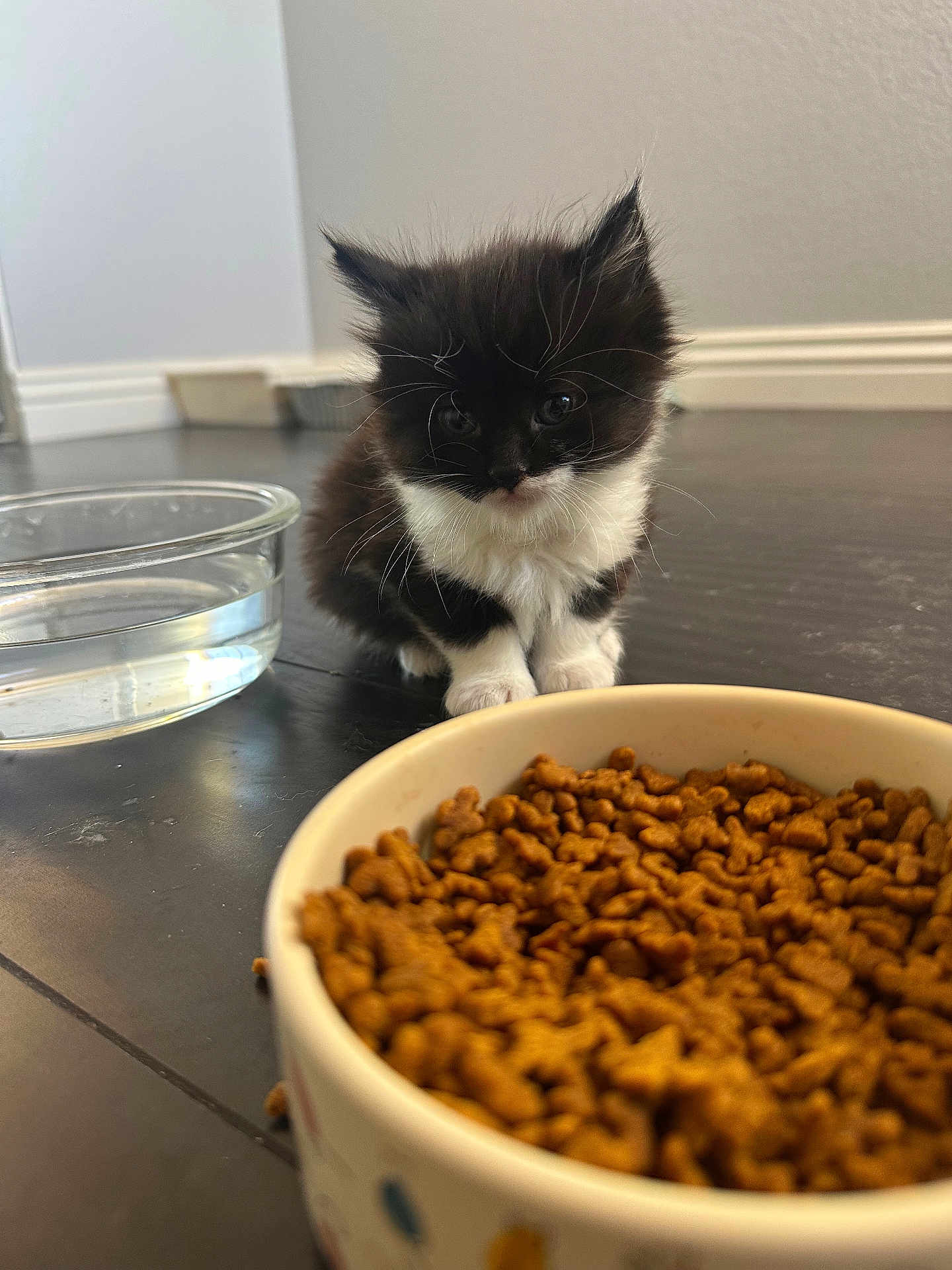 Bat Man joined the competition — help win amazing prizes! kitten, cat, black_and_white, pet, food_bowl, kibble, water_bowl, floor, indoor, curious, small, furry, animal, domestic, young, whiskers, eyes, fur, sitting, background