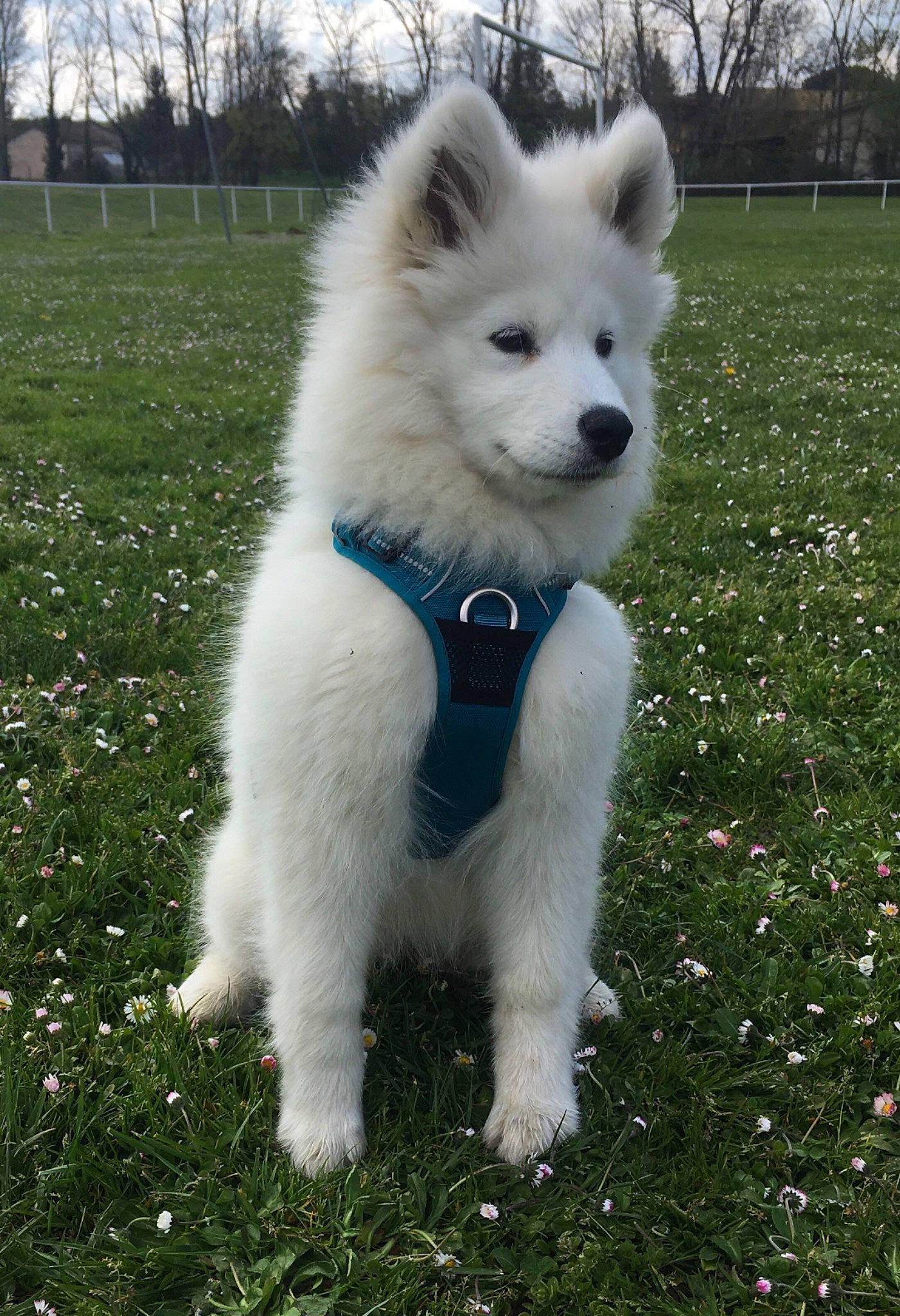 Baïka participe au concours pour gagner de l'argent avec cette photo : canidae, carnivore, companion_dog, dog, dog_breed, fur, german_spitz_klein, german_spitz_mittel, grass, indian_spitz, japanese_spitz, plant, sky, snout, spitz, sporting_group, tail, tree, volpino_italiano, working_animal