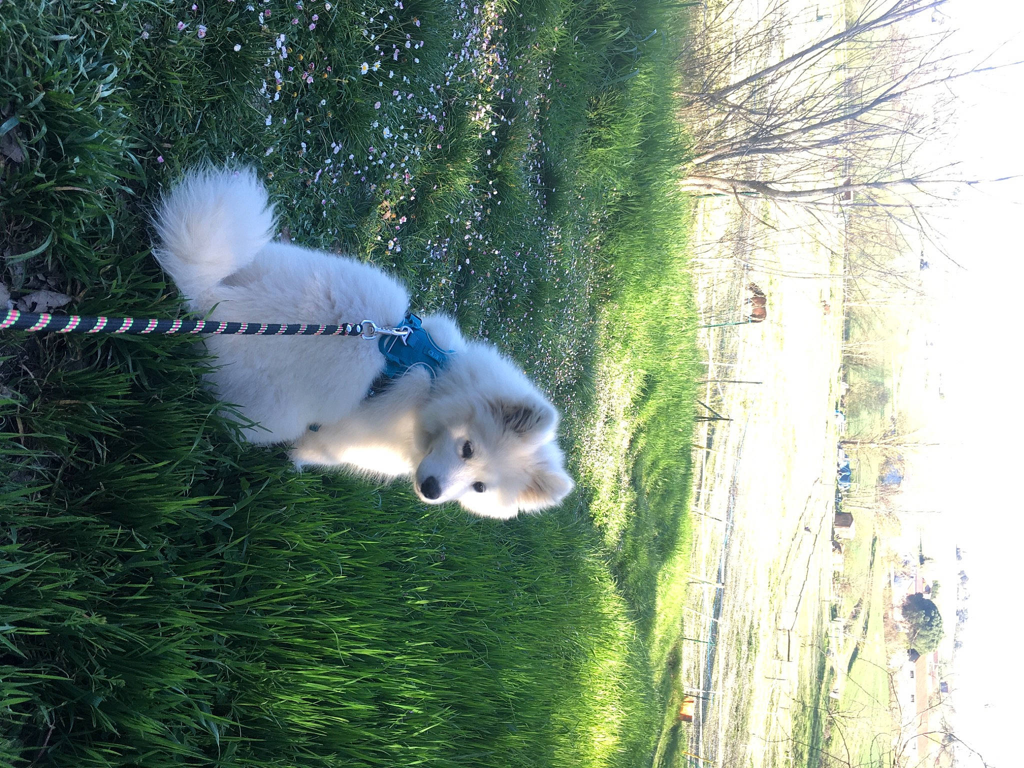 Baïka participe au concours pour gagner de l'argent avec cette photo : carnivore, collar, companion_dog, dog, dog_breed, fawn, german_spitz, german_spitz_klein, german_spitz_mittel, grass, indian_spitz, plant, samoyed, snout, spitz, sporting_group, tail, tree, trunk, wood