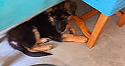 Luna a rejoint le concours — aidez-le/la à gagner de superbes lots ! puppy, german_shepherd, dog, indoor, tablecloth, chair, floor, wood, blue, turquoise, furniture, pet, animal, lying_down, hiding, young, blur, casual, home, resting