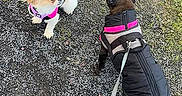 Nina a rejoint le concours — aidez-le/la à gagner de superbes lots ! dog, small_dog, leash, jacket, outdoor, grass, gravel_path, pet, walking, canine, animal, two_dogs, black_dog, white_dog, pink_jacket, brown_dog, nature, daylight, playful, cute