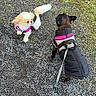 dog, small_dog, leash, jacket, outdoor, grass, gravel_path, pet, walking, canine, animal, two_dogs, black_dog, white_dog, pink_jacket, brown_dog, nature, daylight, playful, cute