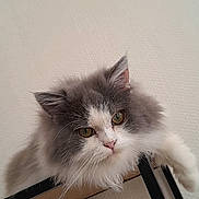 Auscar participe au concours pour gagner de l'argent avec cette photo : cat, fluffy, gray, white, pet, animal, feline, cute, curious, indoors, fur, whiskers, ears, face, eye_contact, resting, perched, domestic, closeup, soft