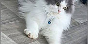 Auscar participe au concours pour gagner de l'argent avec cette photo : cat, fluffy, white, gray, collar, blue_collar, pet, indoor, floor, wood_floor, relaxed, cute, feline, animal, laying_down, domestic_cat, whiskers, ears, paws, curious