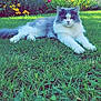 Auscar a rejoint le concours — aidez-le/la à gagner de superbes lots ! cat, gray_and_white, fluffy, grass, lawn, flower_bed, yellow_flowers, pink_flower, outdoor, sunlight, relaxed, animal, pet, nature, greenery, feline, resting, summer, garden, peaceful