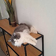 Auscar participe au concours pour gagner de l'argent avec cette photo : cat, fluffy_cat, gray_and_white, wooden_shelf, black_metal_frame, decorative_grass, vase, indoor, relaxed, lounging, pet, furniture, home_decor, floor, white_wall, curious, animal, domestic_cat, resting, cozy