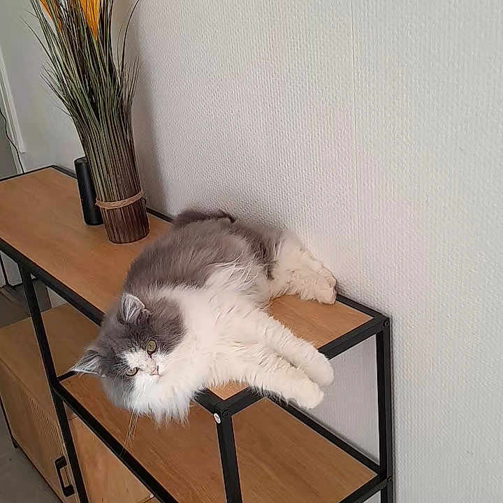 Auscar participe au concours pour gagner de l'argent avec cette photo : animal, black_metal_frame, cat, cozy, curious, decorative_grass, domestic_cat, floor, fluffy_cat, furniture, gray_and_white, home_decor, indoor, lounging, pet, relaxed, resting, vase, white_wall, wooden_shelf