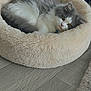 Auscar a rejoint le concours — aidez-le/la à gagner de superbes lots ! cat, pet_bed, gray_cat, white_cat, fluffy, indoor, wooden_floor, collar, bell, relaxed, cozy, sleeping, feline, cute, domestic_animal, resting, soft, fur, animal, comfortable