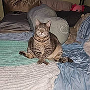 Chip is registered to the contest to win money with this photo: animal, bed, blanket, cat, cozy, cute, domestic, feline, furniture, home, indoor, pet, pillow, plush_toys, relaxed, resting, shelf, soft, striped, tabby_cat