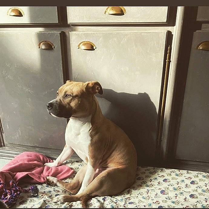 Pryska a rejoint le concours — aidez-le/la à gagner de superbes lots ! canidae, carnivore, comfort, companion_dog, couch, dog, dog_breed, dog_supply, door, fawn, floor, flooring, hardwood, room, snout, sporting_group, tail, whiskers, wood, working_animal