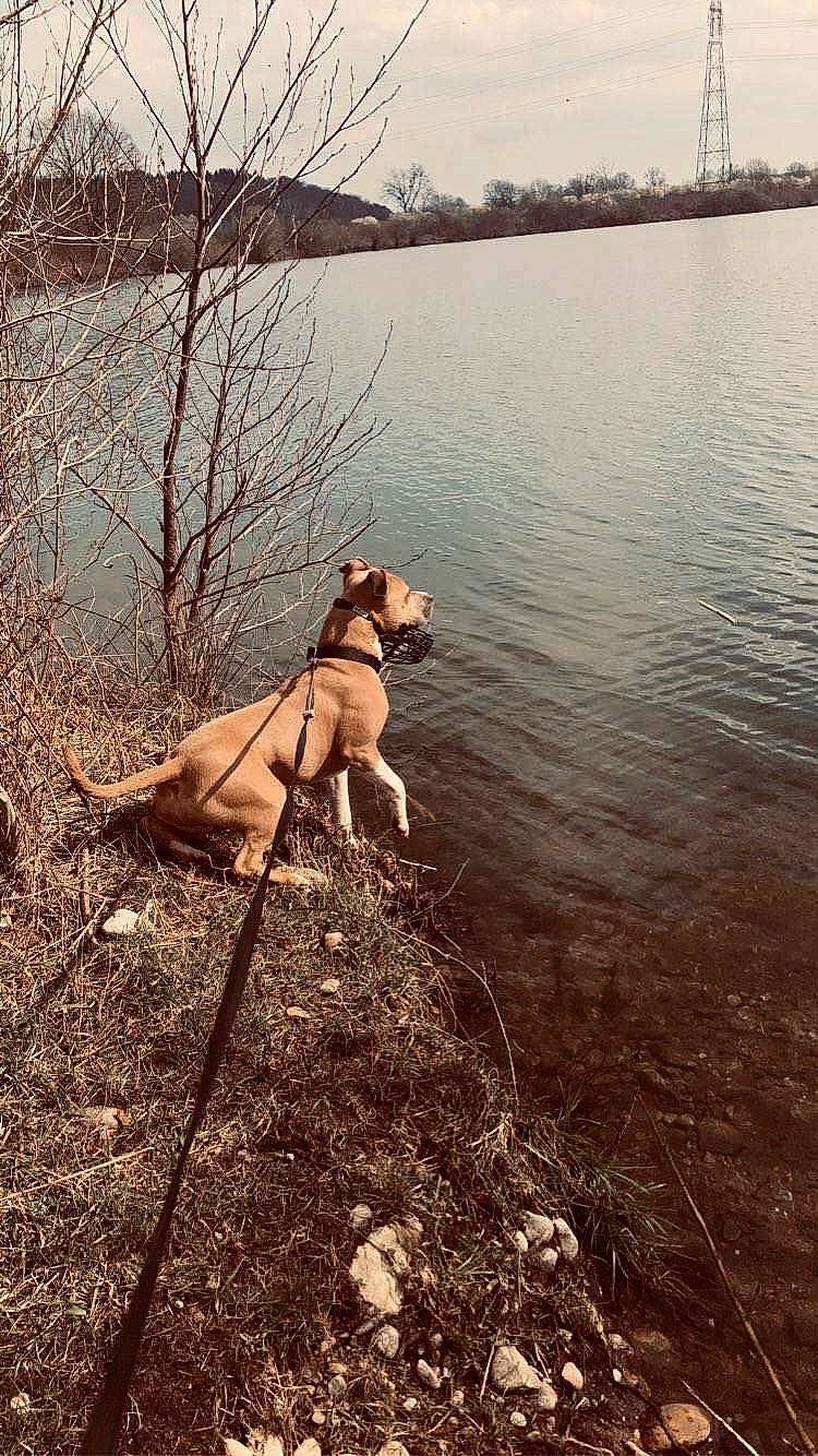 Pryska a rejoint le concours — aidez-le/la à gagner de superbes lots ! carnivore, companion_dog, dog, dog_breed, fawn, grass, lake, landscape, leash, leg, people_in_nature, plant, recreation, sky, sporting_group, sunlight, tree, water, wood, working_animal