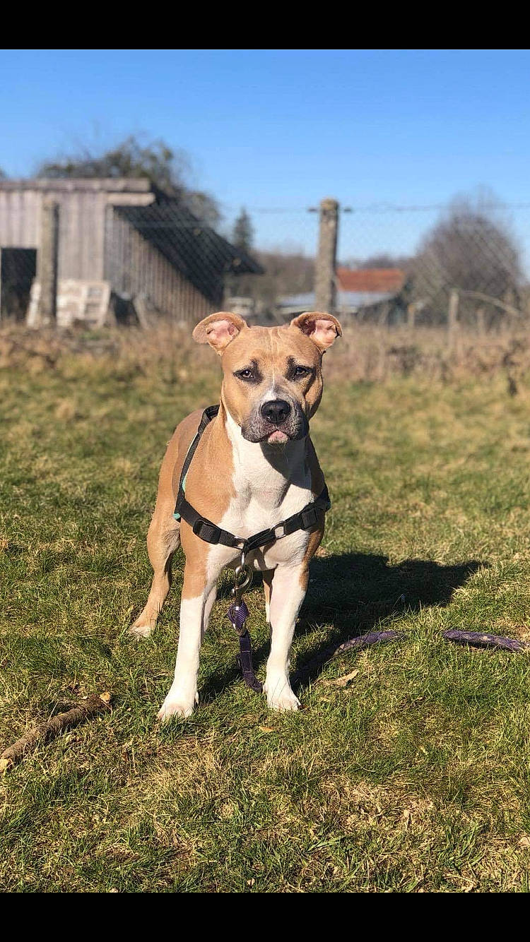 Pryska a rejoint le concours — aidez-le/la à gagner de superbes lots ! carnivore, collar, companion_dog, dog, dog_breed, dog_clothes, dog_collar, dog_supply, fawn, grass, grassland, landscape, leash, pet_supply, plant, sky, tail, terrier, tree, working_animal