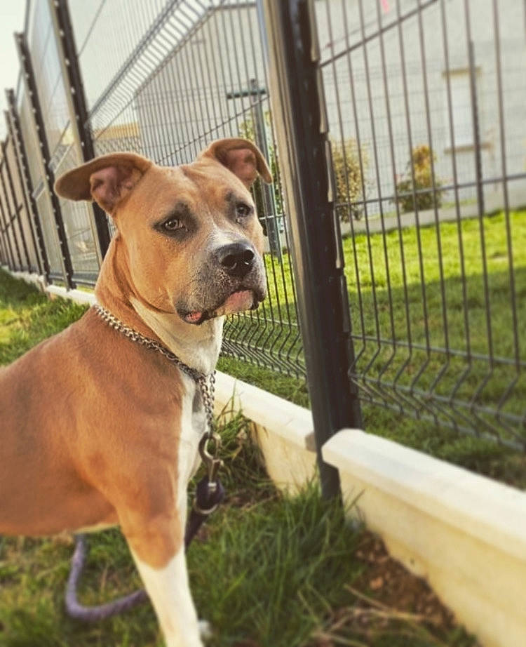 Pryska a rejoint le concours — aidez-le/la à gagner de superbes lots ! carnivore, collar, companion_dog, dog, dog_breed, dog_collar, dog_supply, fawn, fence, grass, liver, mammal, mesh, pet_supply, plant, snout, terrestrial_animal, vertebrate, whiskers, working_animal