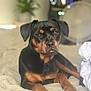 Lyla participe au concours pour gagner de l'argent avec cette photo : dog, pet, indoor, bed, black, tan, animal, canine, resting, lying_down, fur, ears, nose, paws, comfort, cozy, houseplant, fan, blurred_background, portrait